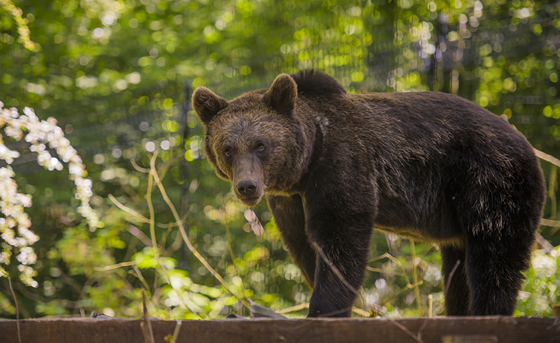Brown bear at Wild Place Project